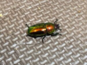 パプアキンイロクワガタ