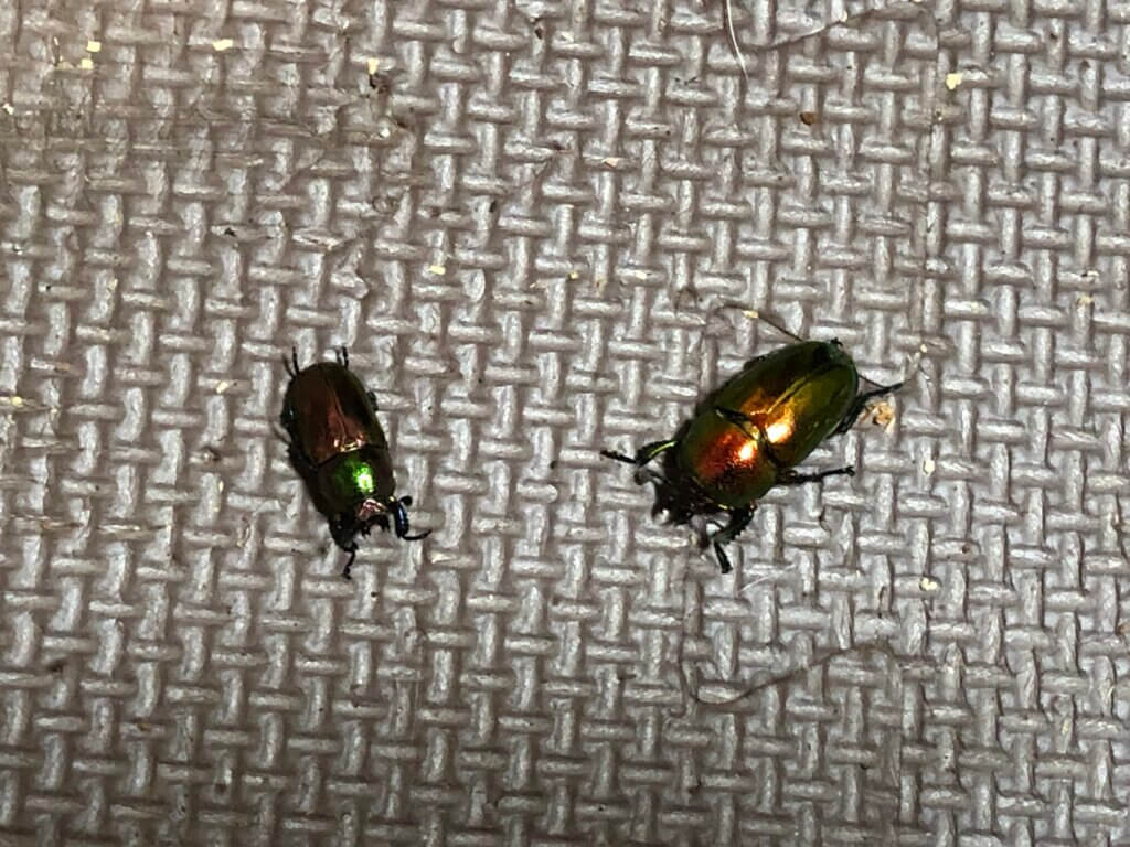 パプアキンイロクワガタ