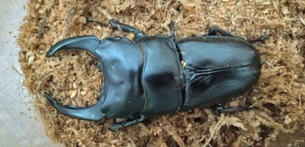 国産オオクワガタ　能勢YG