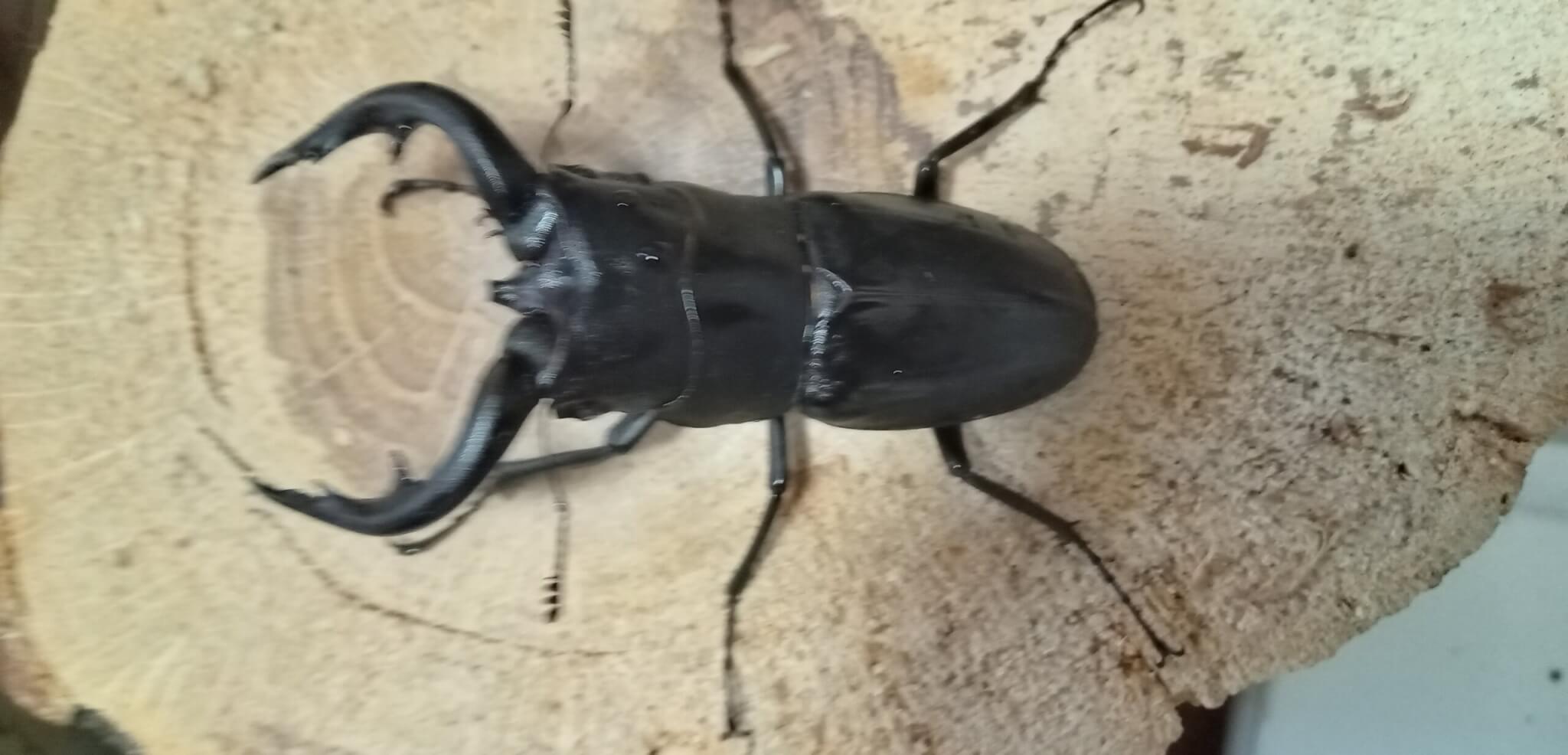 アマミノコギリクワガタ 笠利町産WF4