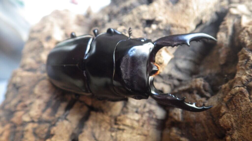 ウォレスノコギリクワガタ