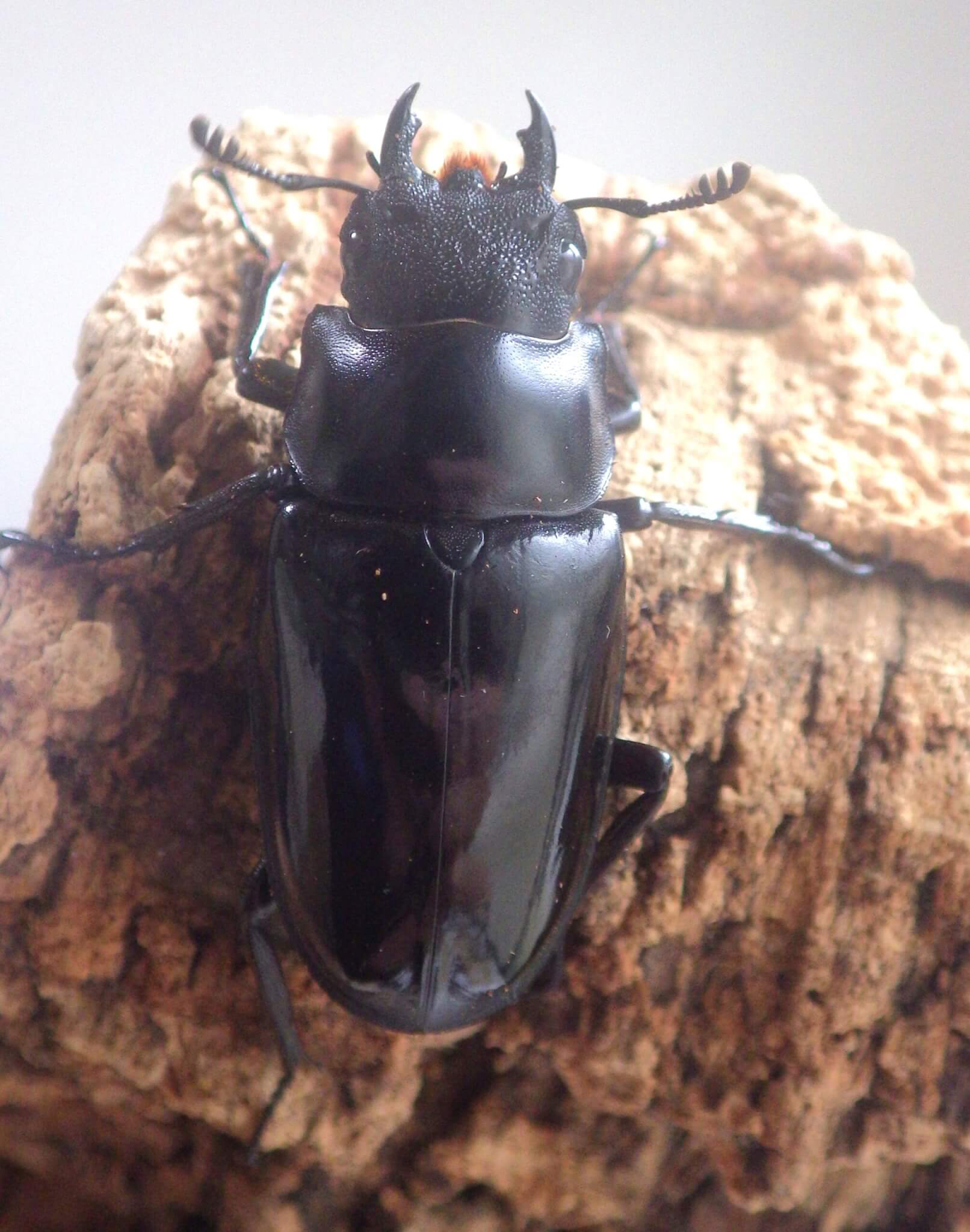 ギラファノコギリクワガタ ダイスケイ