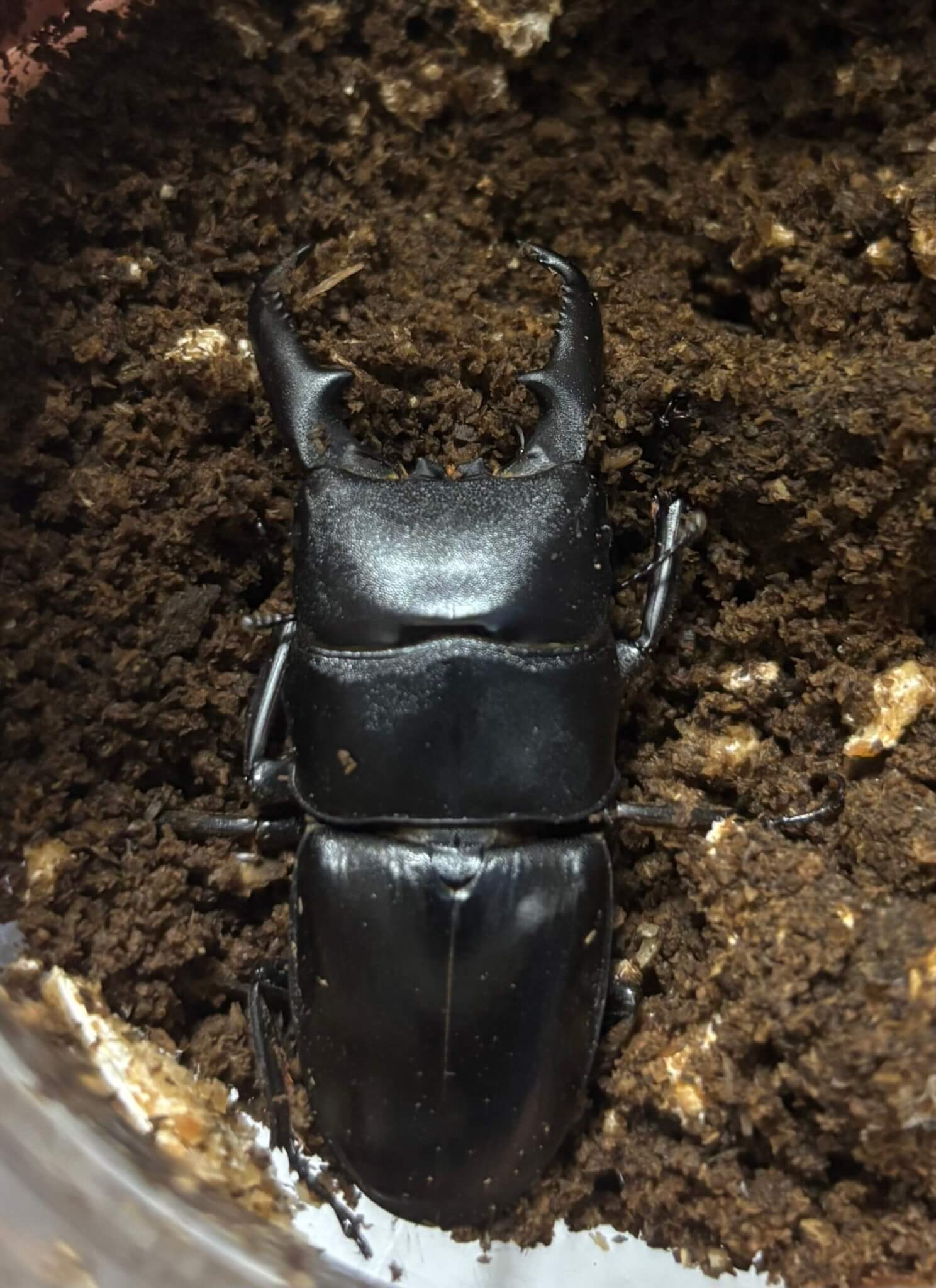 国産ヒラタクワガタ