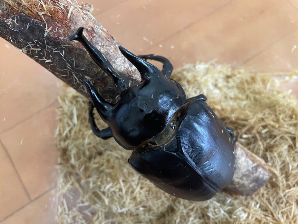 レックスゾウカブト（アクティオン）