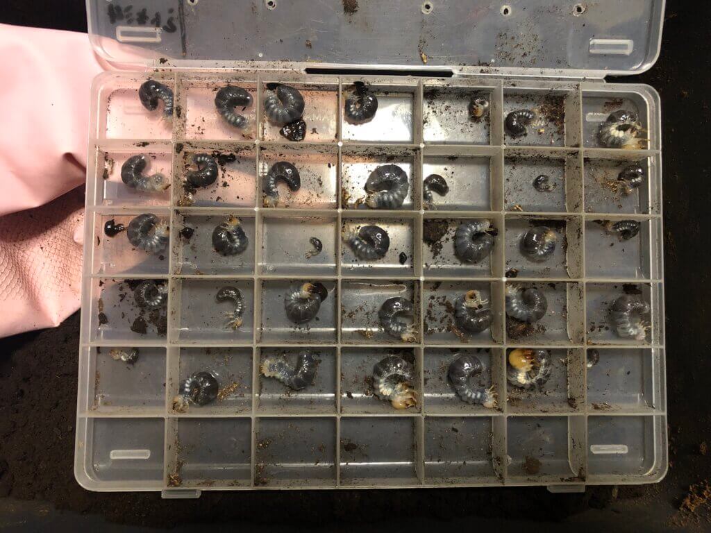 ストリアータツヤクワガタ