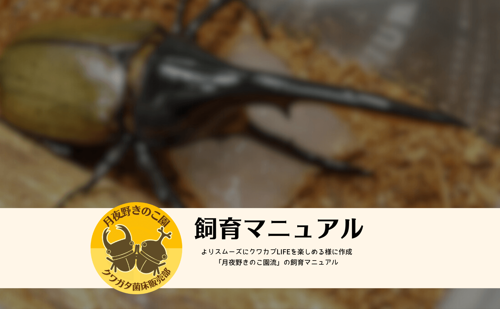 クワガタ・カブトムシ飼育マニュアル | クワガタ・カブトムシ飼育情報