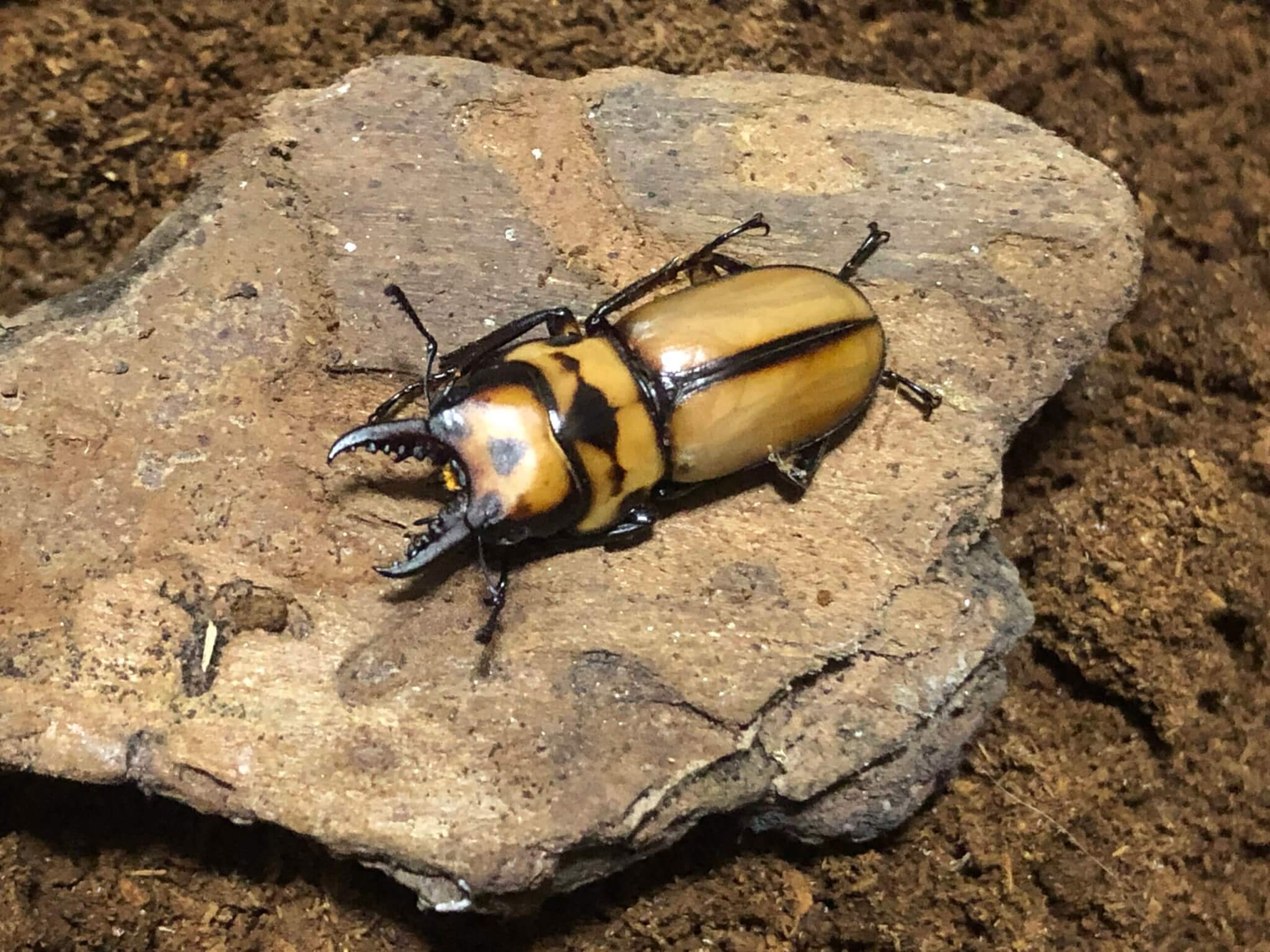 ブルイジンノコギリクワガタ（亜種ボーマンス）