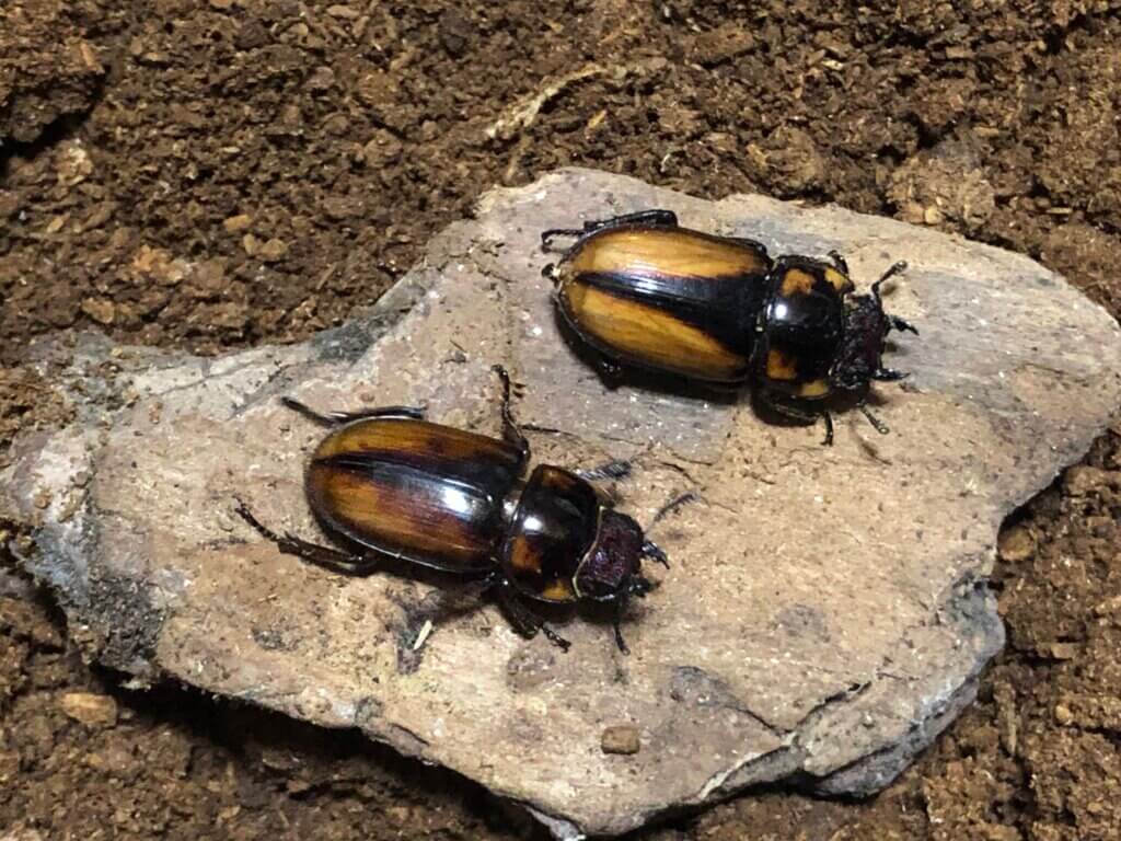 ブルイジンノコギリクワガタ（亜種ボーマンス）