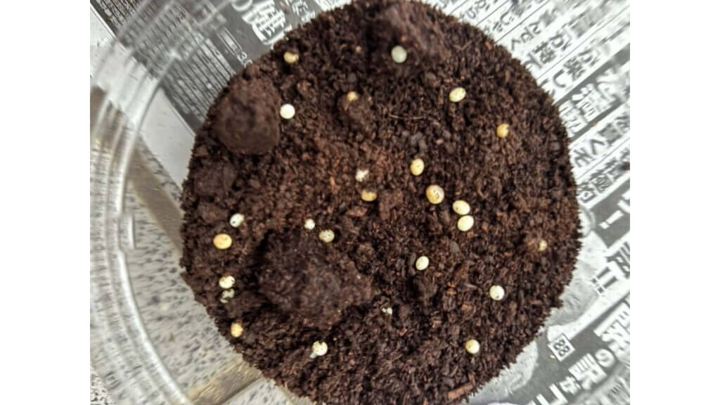 グラントシロカブト　卵