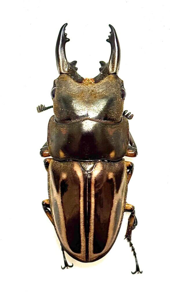 ゼブラノコギリクワガタ ジャワ