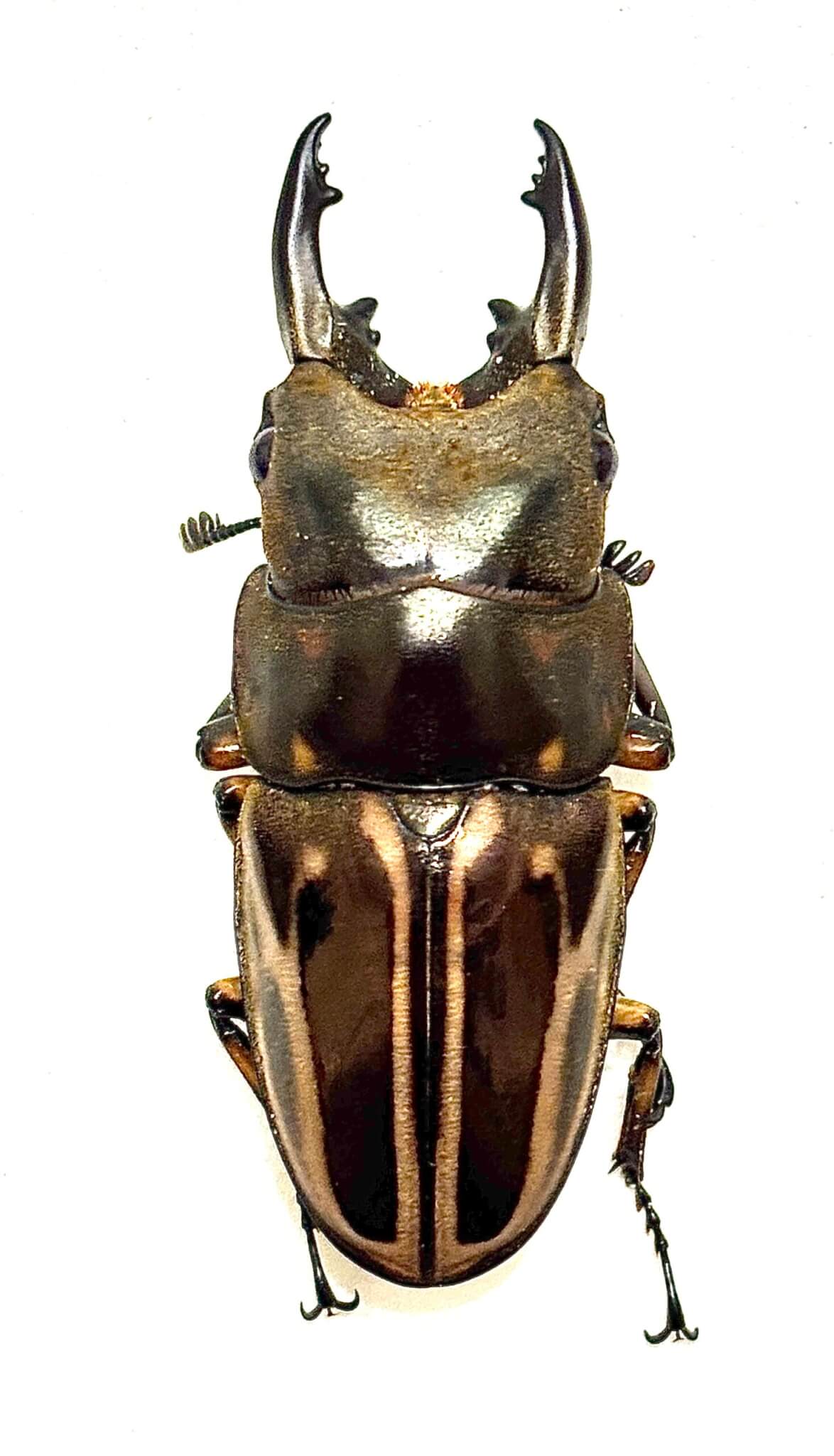 ゼブラノコギリクワガタ ジャワ