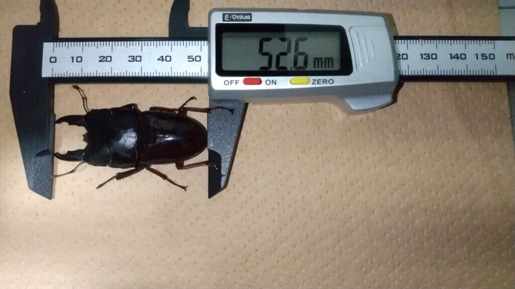 デタニヒラタクワガタ