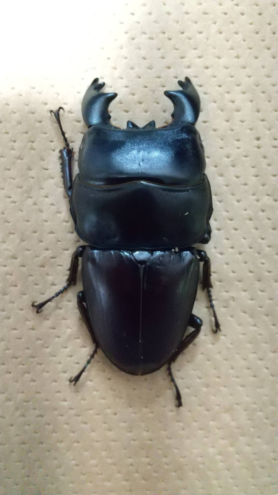 アルキデスオオヒラタクワガタ