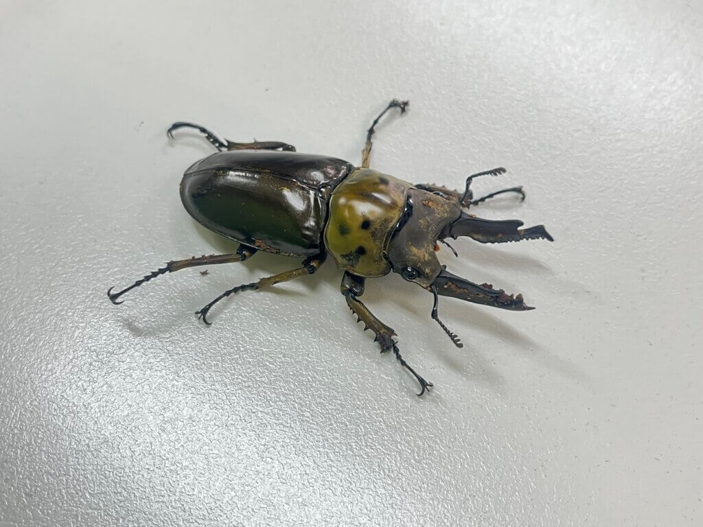 オウゴンオニクワガタ ババイ