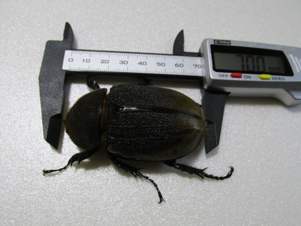 ヘラクレス・エクアトリアヌス