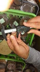 カネギエーテルノコギリクワガタ