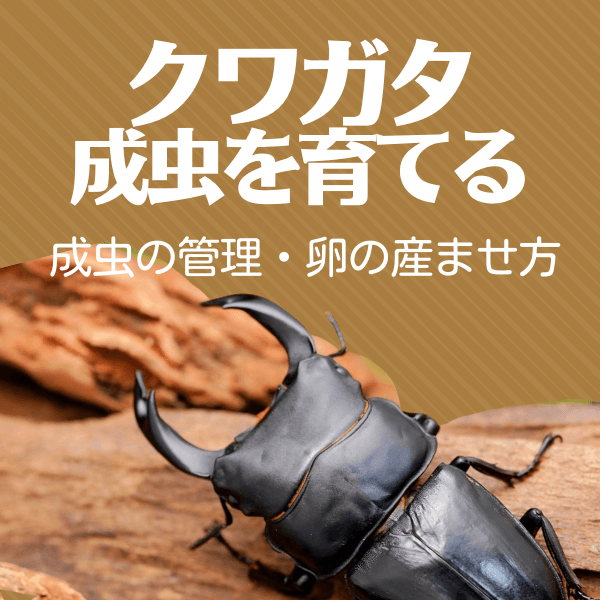 クワガタ成虫を育てる
