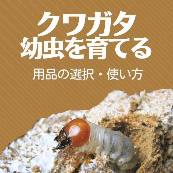 クワガタ成虫を育てる