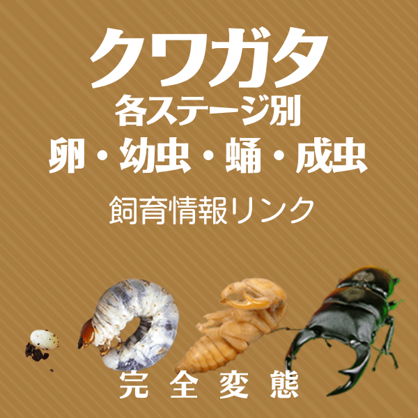 ステージ別クワガタ飼育情報リンク