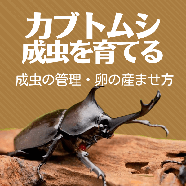 カブトムシの成虫を育てる