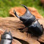 国産オオクワガタ