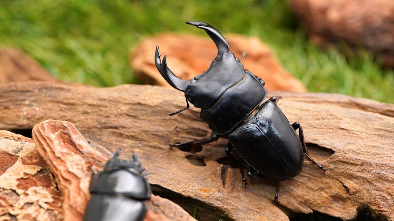 国産オオクワガタ | クワガタ・カブトムシ飼育情報 | 月夜野きのこ園