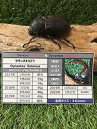 サタンオオカブト