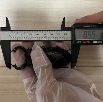 タランドゥスオオツヤクワガタ