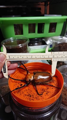 ゴロファ・ポルテリ