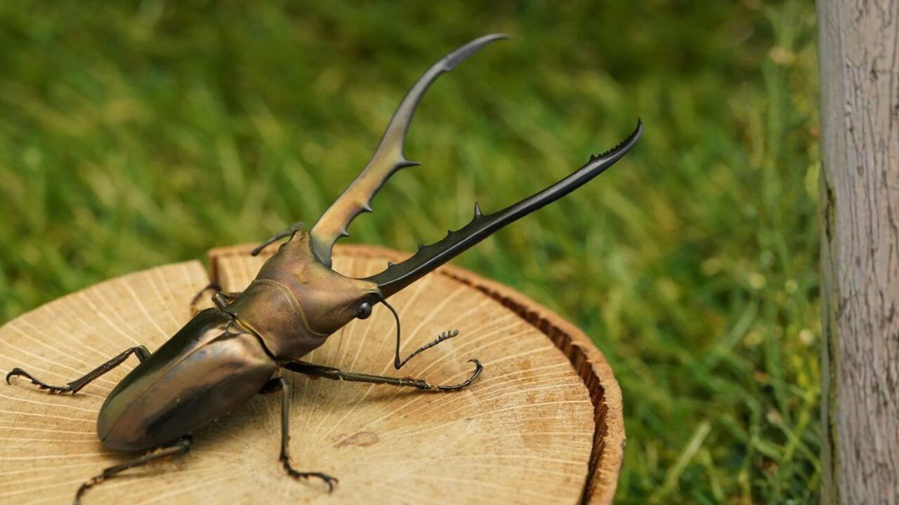 メタリフェルホソアカクワガタ