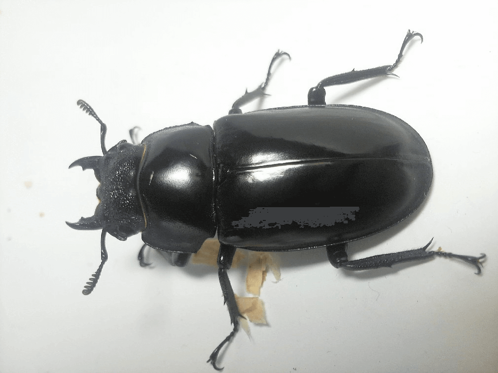 セアカフタマタクワガタ