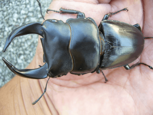 ホペイオオクワガタ　福建省北峰H8