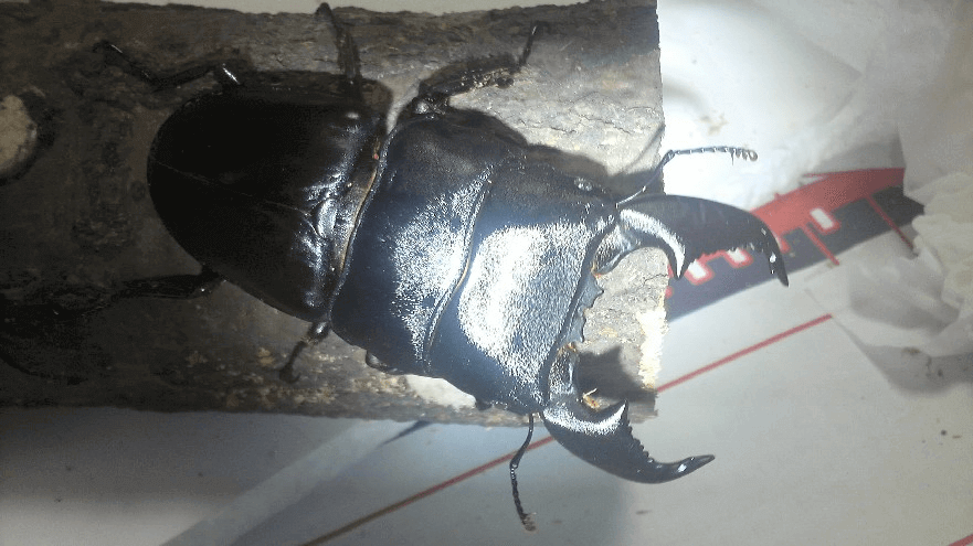 スマトラオオヒラタクワガタ アチェ