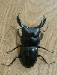 テイオウヒラタクワガタ