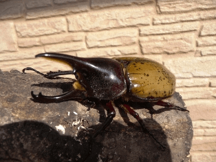 ヘラクレス・レイディ