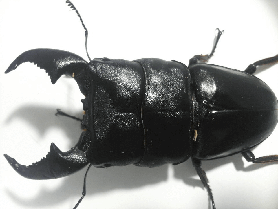 スマトラオオヒラタクワガタ