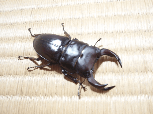 国産オオクワガタ 上阿古谷