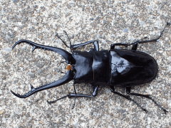 ギラファノコギリクワガタ　ダイスケイ