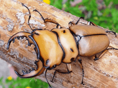 メリーメンガタクワガタ