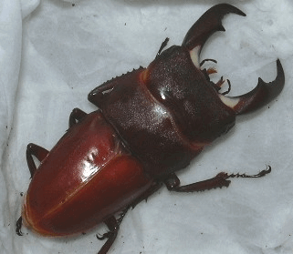 サキシマヒラタクワガタ