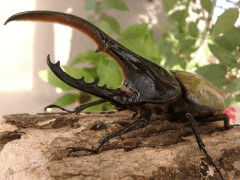 ヘラクレス・ヘラクレス