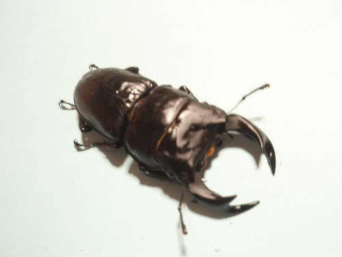 国産オオクワガタ　上阿古谷