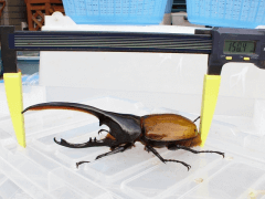 ヘラクレス・オキシデンタリス