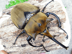 エレファスゾウカブト