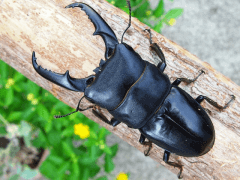 国産ヒタラクワガタ