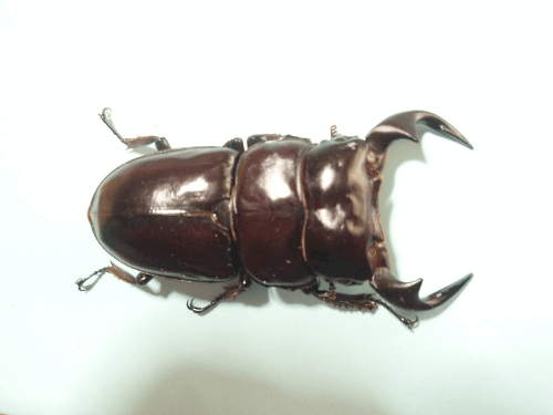 アンタエウスオオクワガタ カリンポン