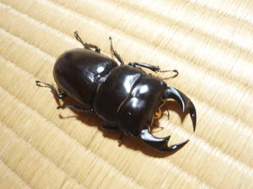 アンタエウスオオクワガタ　インドラチラ