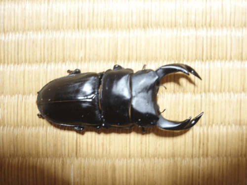 国産オオクワガタ　上阿古谷