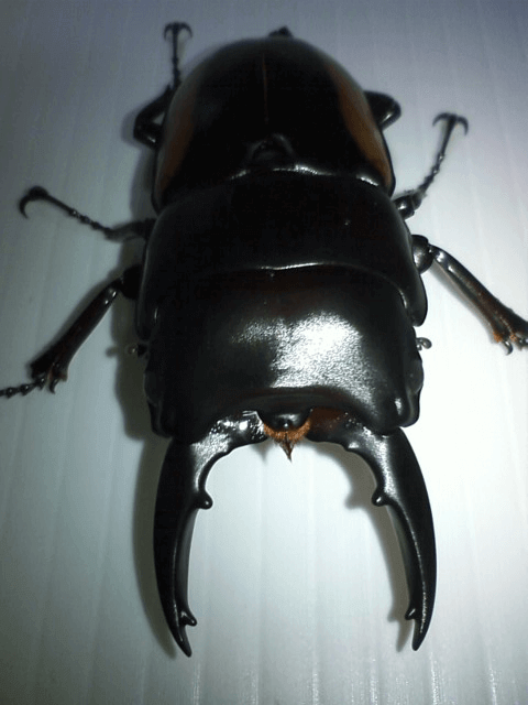 ハスタートノコギリクワガタ