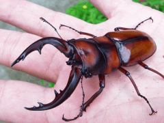 トカラノコギリクワガタ